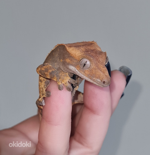 Crested gecko (foto #5)