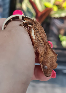Crested gecko