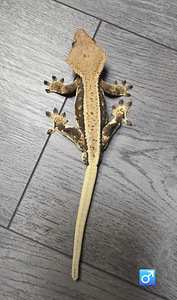 Crested gecko (6 foto / 10)
