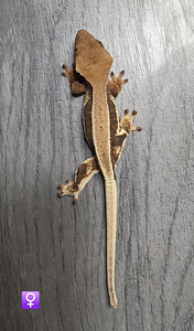 Crested gecko (8 foto / 9)