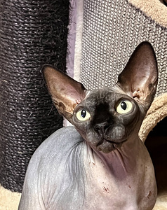 Kotia vaila