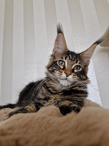 Mainecoon girl n22
