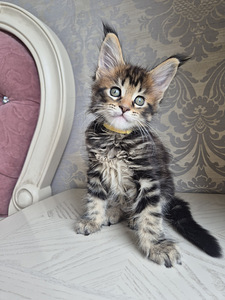 Maincoon girl (1 foto / 5)