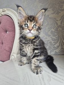 Maincoon girl (2 foto / 5)