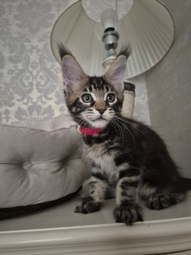Mainecoon