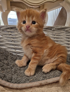 Maincoon male d22 (1 foto / 3)