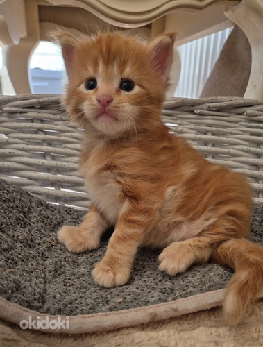 Maincoon male d22