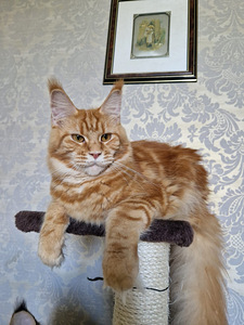 Maincoon male d22 (3 foto / 3)