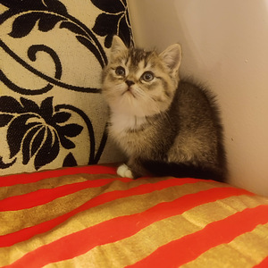 Kissanpennut (1 valokuva sivusta 2)