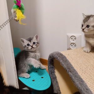 Kissanpennut (2 valokuva sivusta 2)