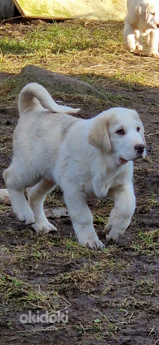 Vidusāzijas aitu suns (foto #1)