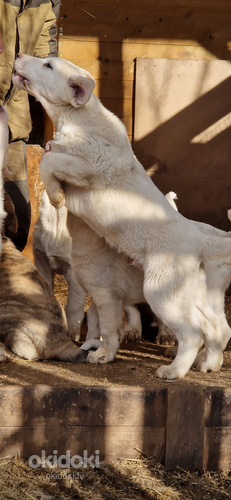 Среднеазиатская овчарка (фото #7)