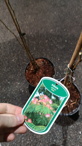 Albizia julibrissin rosea (6 foto no 6)