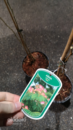 Albizia julibrissin rosea (фото #6)