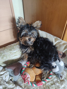 Yorkshire terrier (1 foto / 3)
