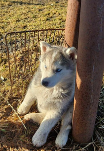 Siberi Husky kutsikad (2 foto / 3)