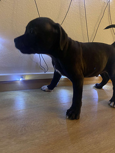 Staffordshirenbullterrieri (4 valokuva sivusta 4)