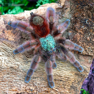 Kariibi Opaal Tarantel (3cm, Sugu Määramata) (2 foto / 2)