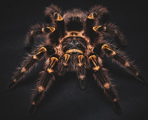 Chaco Kuldpõlv Tarantel (6cm, Emane) (2 foto / 2)