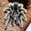 Кудрявый тарантул (4 см, пол не определен) (фото #2)