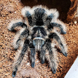 Кудрявый тарантул (5 см, пол не определен)