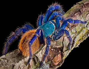 GBB Tarantel (5cm, Sugu Määramata) (2 foto / 2)
