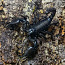 Vietnami Skorpion (10cm, Sugu Määramata) (foto #1)
