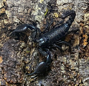Vietnami Skorpion (10cm, Sugu Määramata) (1 foto / 1)