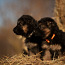 Vokiečių aviganio šuniukai (nuotrauka #1)