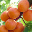 Саженцы абрикоса (фото #1)