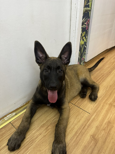 Pakutakse 2,5-kuust malinois’ tõugu kutsikat