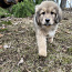 Tiibeti mastifi kutsikad (foto #3)