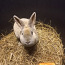 Самка маленького мехового кролика рекса (фото #2)