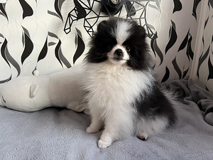 Pomeranian spits kutsikas (4 foto / 5)