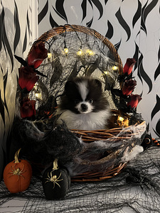 Pomeranian spits kutsikas (5 foto / 5)