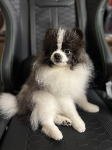 Pomeranian spits kutsikas (1 foto / 5)