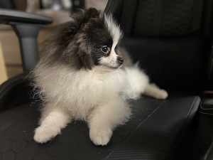 Pomeranian spits kutsikas (2 foto / 5)