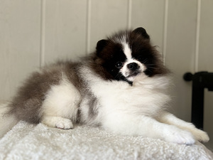 Pomeranian kutsikas (3 foto / 3)
