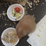 Süüria hamster, poiss (foto #3)