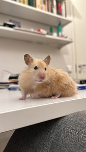 Hamster ajutiseks hoidmiseks (3 foto / 6)