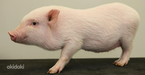 Minipig