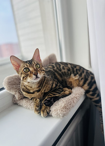 Бенгальский кот (1 фото из 3)