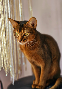 Абиссинский кот (7 фото из 10)