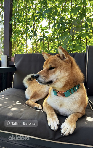 Tõukoer shiba inu ootab pruuti