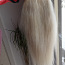 Наращивание волос конский хвост настоящие волосы 55 см 121 грамм (фото #1)