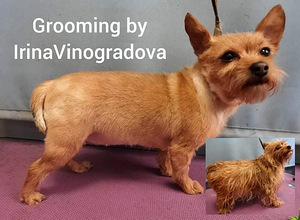 Grooming salon (6 foto / 9)