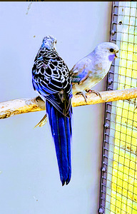 Papagoid. Rosella