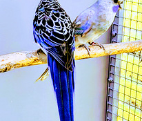 Papagoid. Rosella