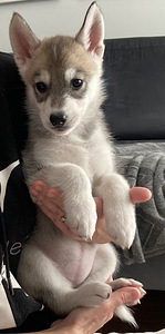 Siperianhuskyn pennut (2 valokuva sivusta 5)