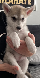 Siperianhuskyn pennut (3 valokuva sivusta 5)